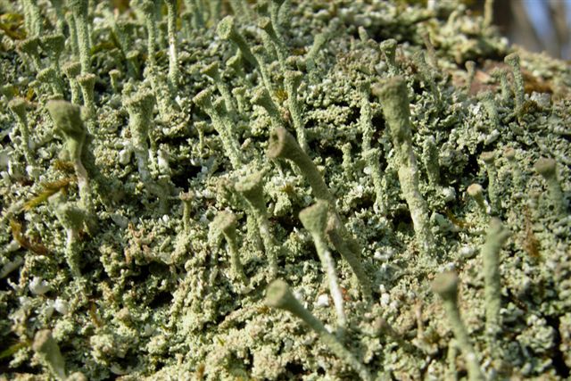 Cladonia fimbriata